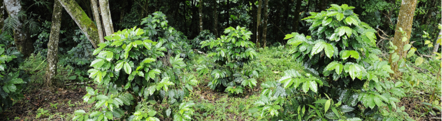 Wie wächst eigentlich Kaffee